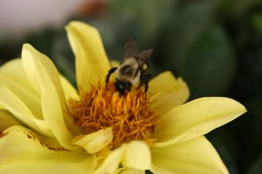 Bee on a yellow Dahlia