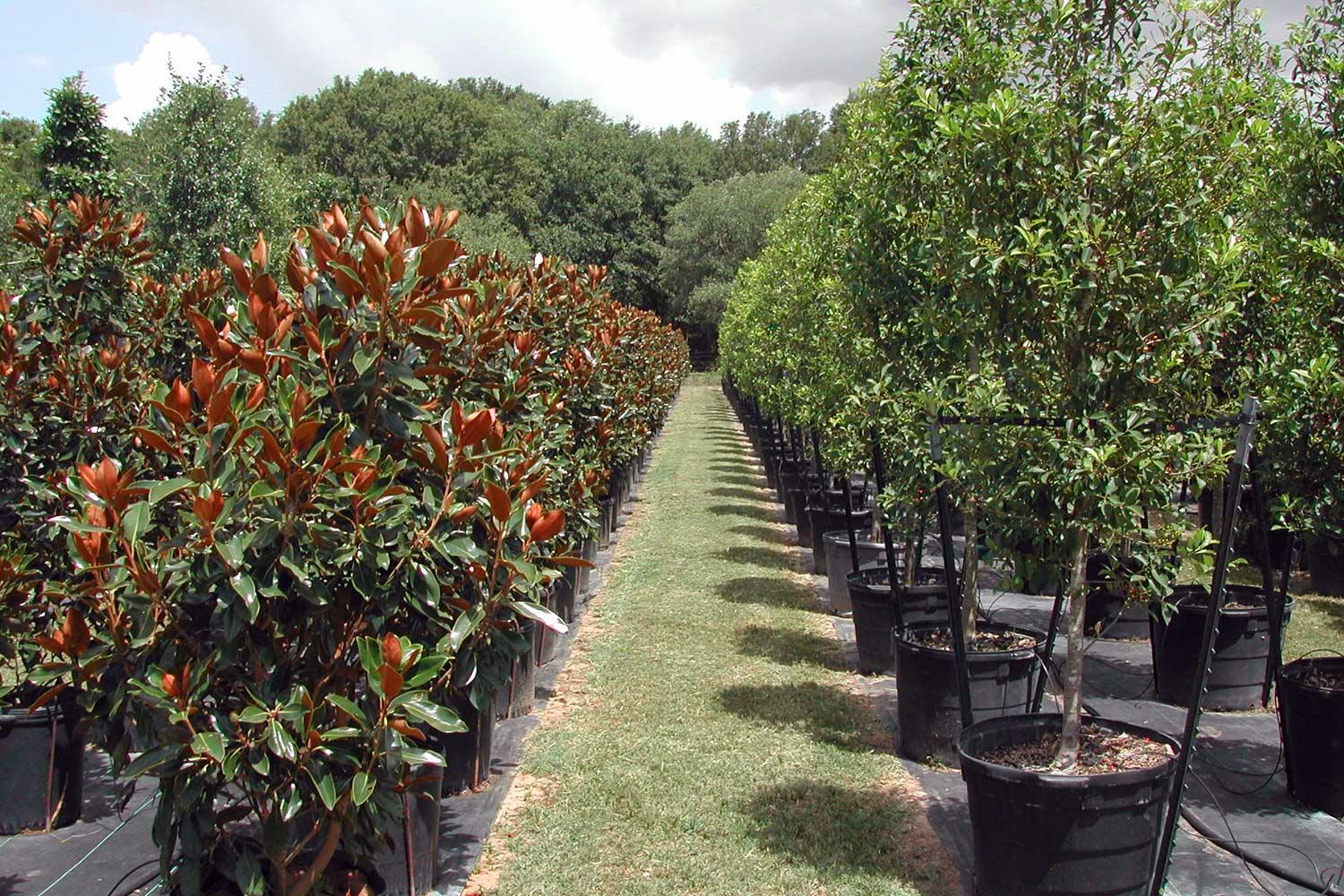 Trees at a nursery ready for transplanting.