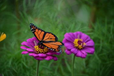 Monarch butterfly on purple flower