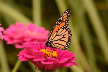 monarch on a pink flower