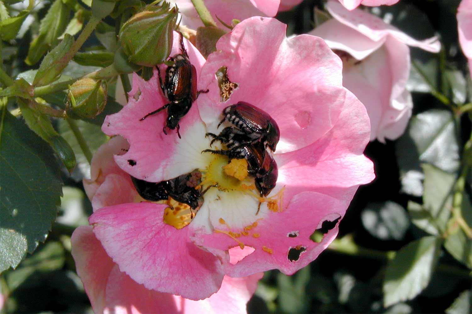 Four japanese beetles eating the pink petals of a rose.
