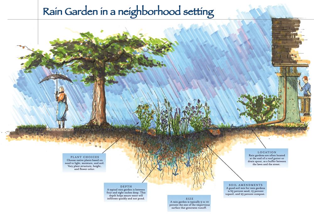 illustration of a rain garden