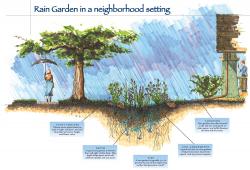 illustration of a rain garden