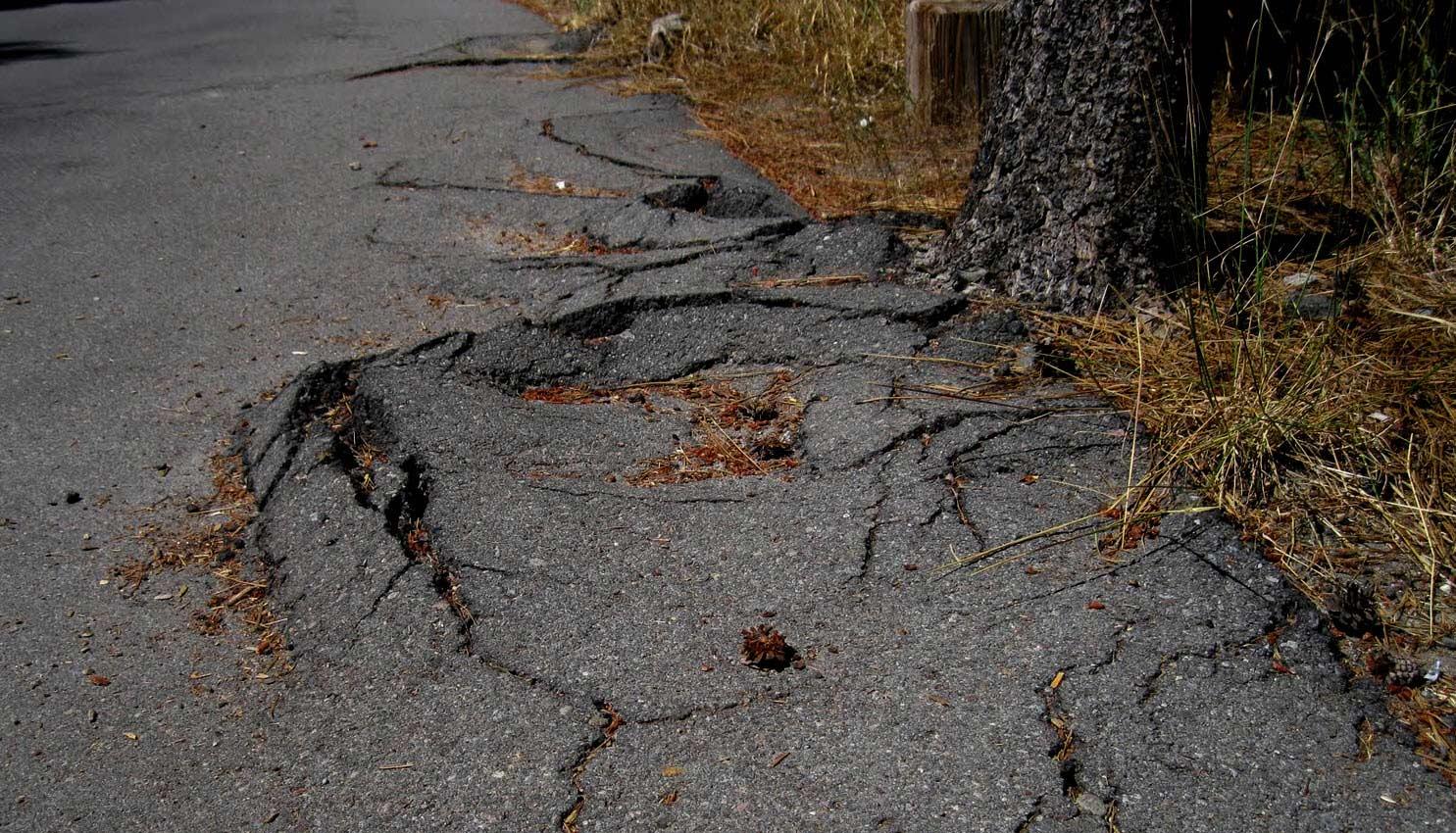 Tree roots pushing up and damaging asphalt driveway.