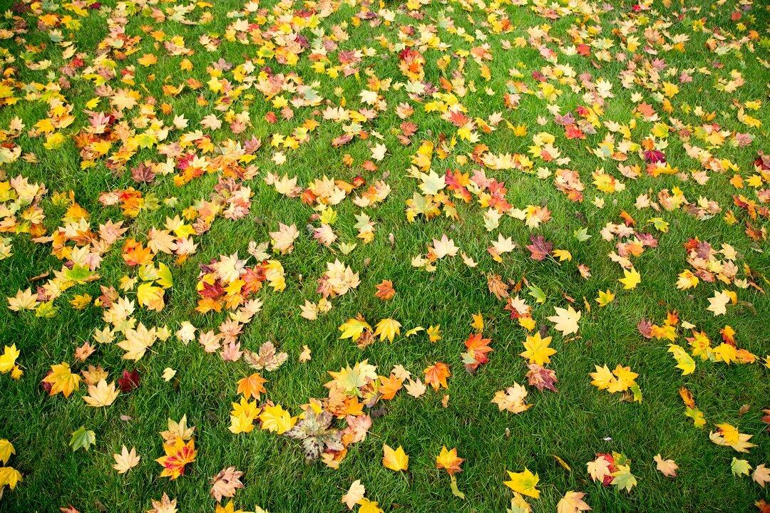 Leaves scattered in the grass