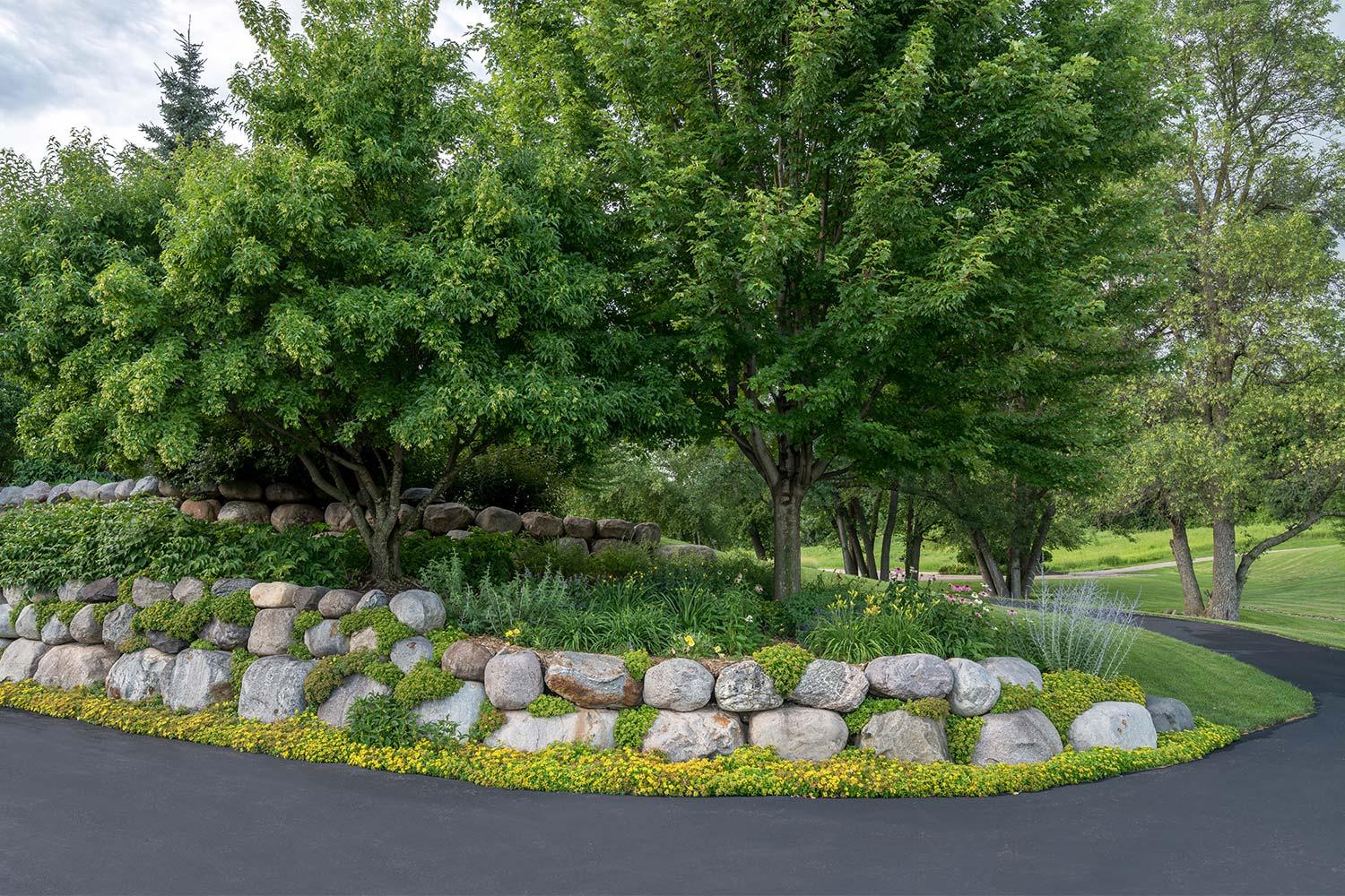 yellow flowers spilling over boulder retaining wall with green gardens and trees in an island garden surrounded by a driveway.