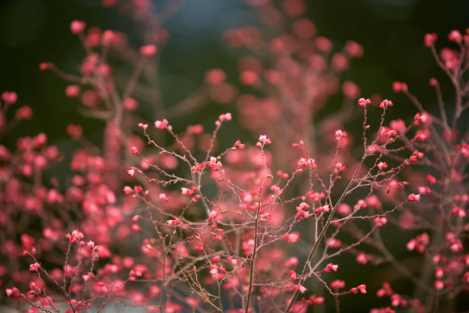 Ethereal red flowers