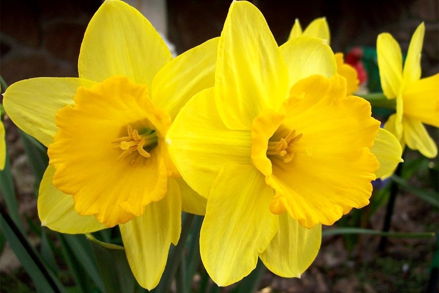 Trumpeting yellow spring daffodils.
