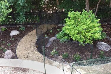 Low maintenance backyard garden with stone path and gate