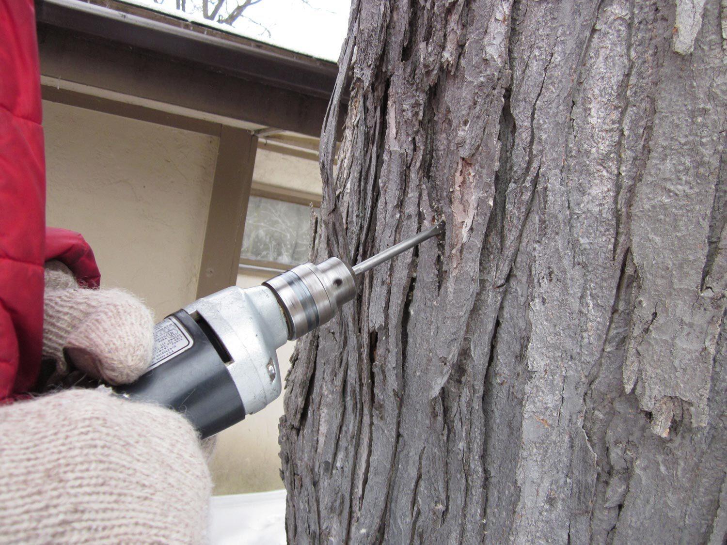 drilling a hole in a maple tree for sap