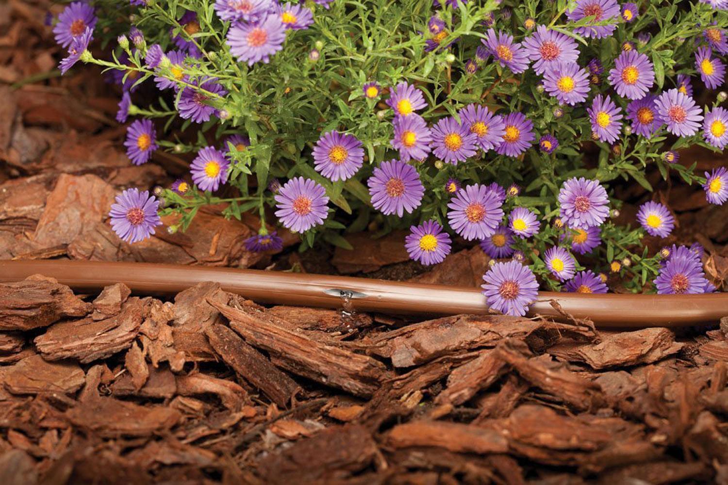 camouflaged drip irrigation line in a garden of purple flowers