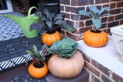 Pumpkins and gourds transformed into seasonal planters.