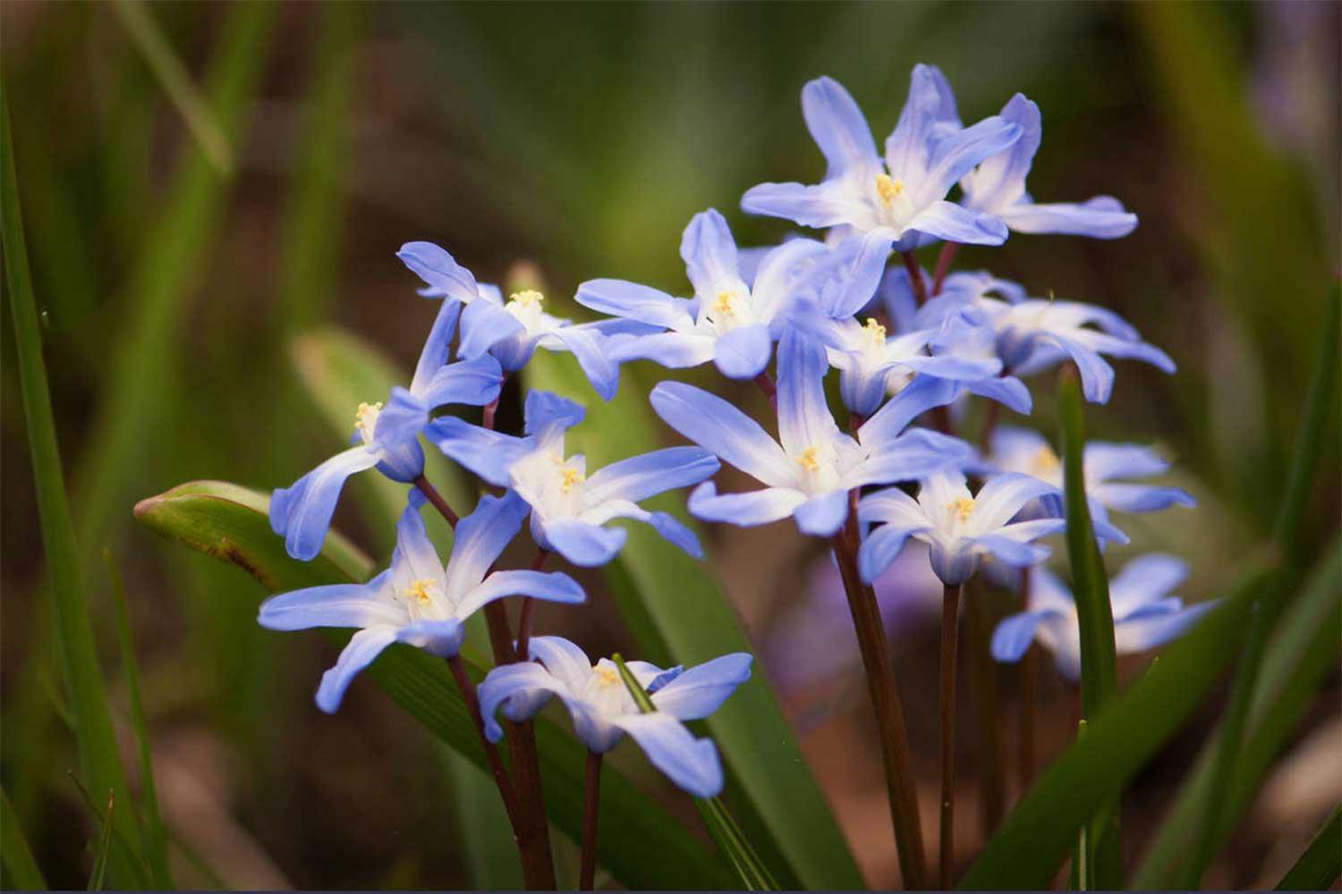 Pale blue, heart-shaped flowers with a white center.