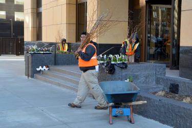 Assembling spring planter displays in downtown Minneapolis.