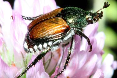 Close up view of an iridescent Japanese beetle on a light purple flower.