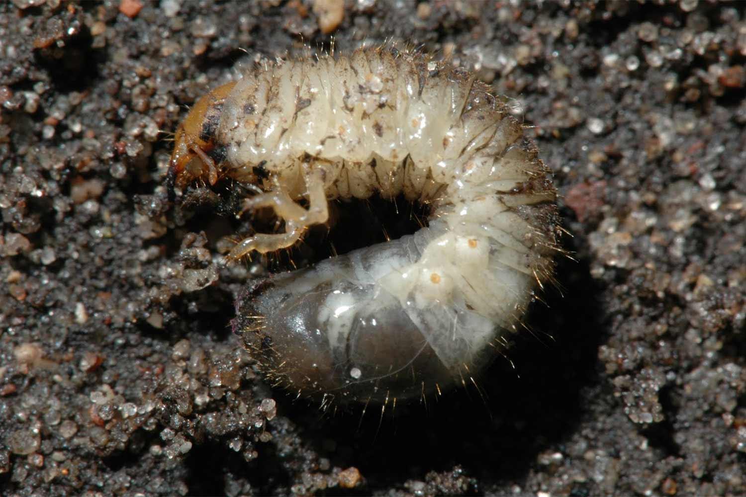 Translucent milky white beetle larva in the dirt.