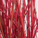 red twig dogwood