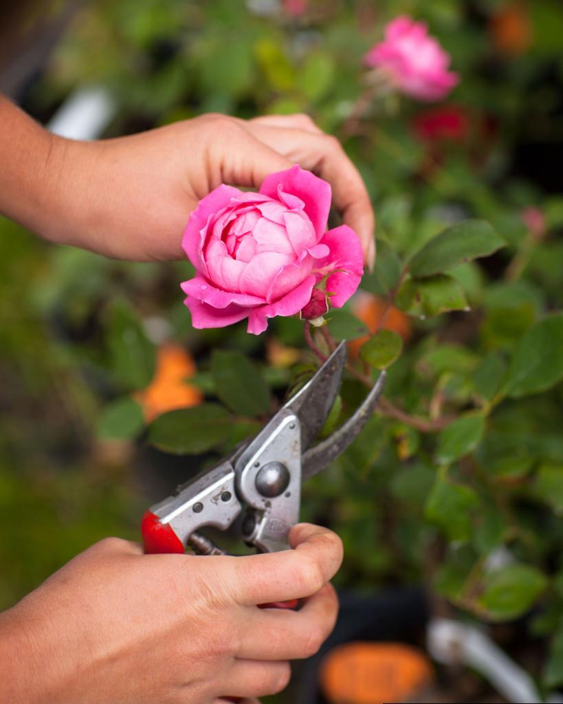 pink rose bush being pruned