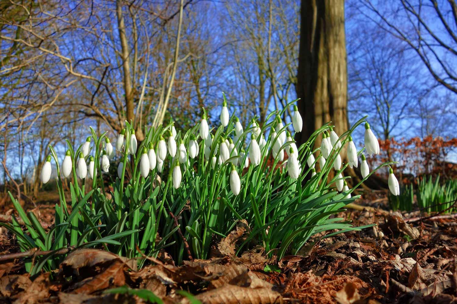 Snow Drops blooming in early spring