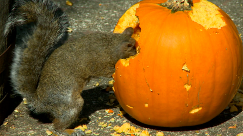 protect your gourds from rodents