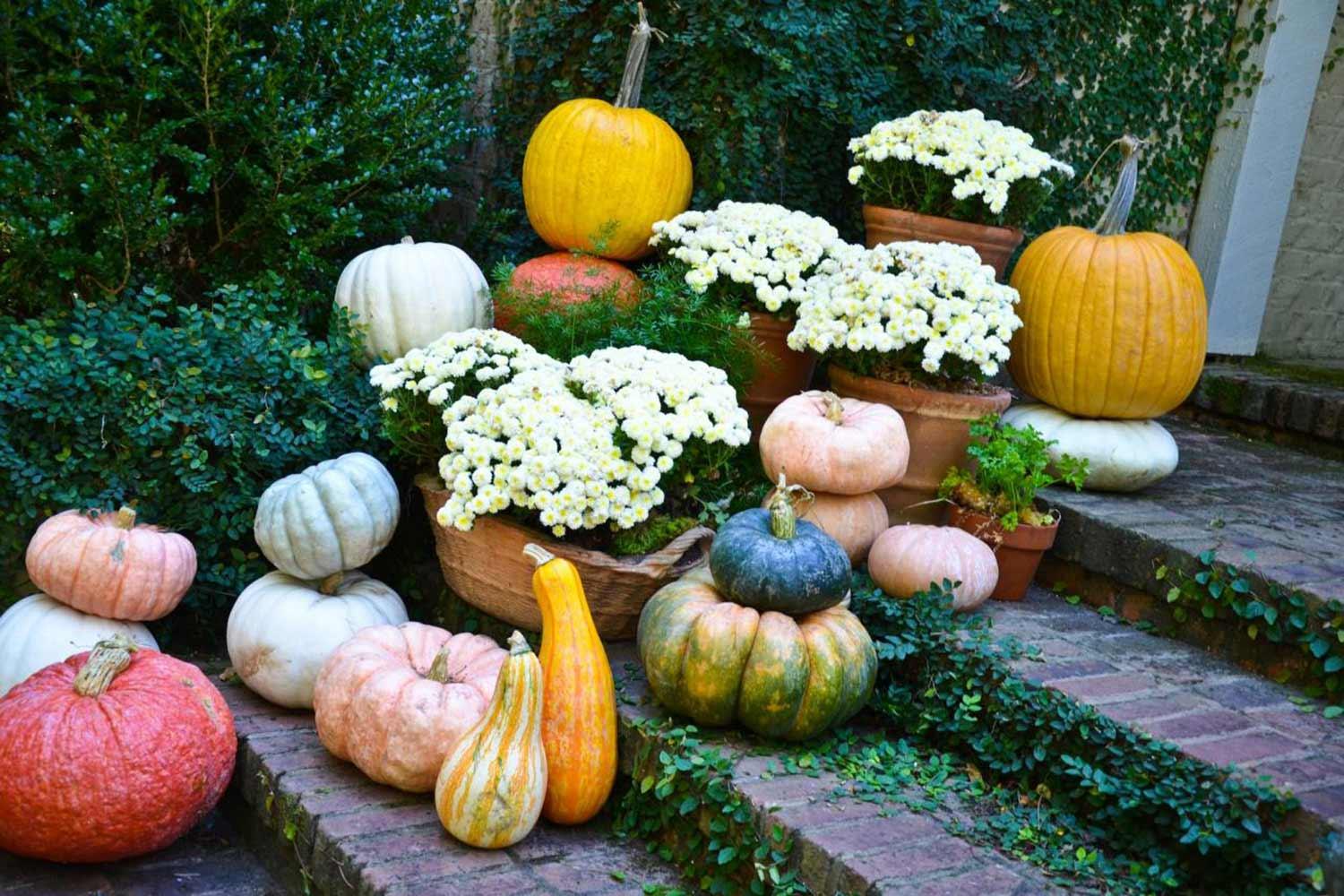stacks of gourds and mums on brick font steps