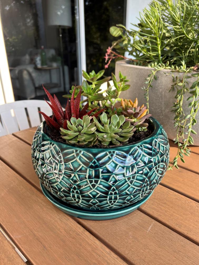 tabletop succulent garden in a ceramic pot
