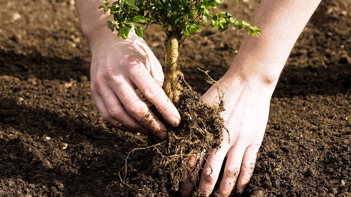 Close up of white hands planting a baby tree.