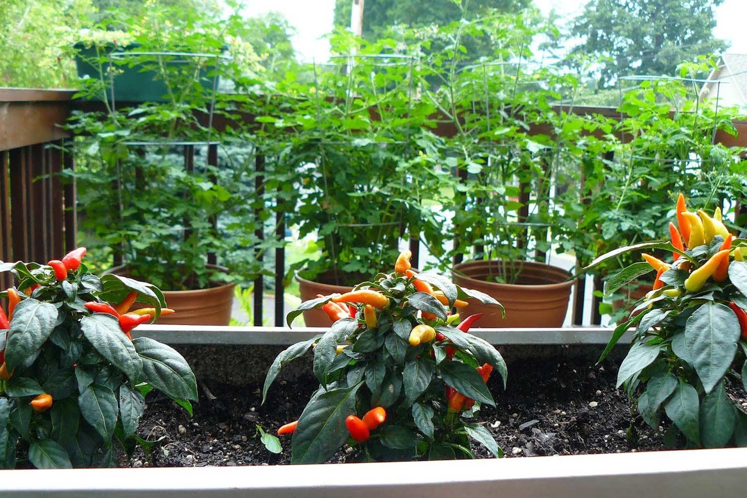 Hot pepper plants and tomatoes planted in containers on an outdoor deck.