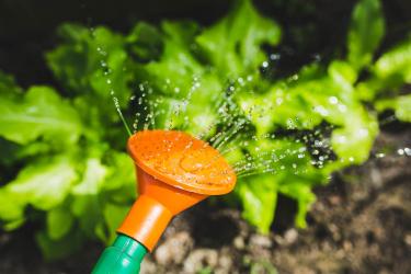Watering can sprinkling water on growing lettuce.