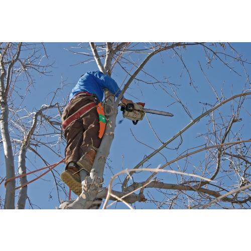 man trimming pruning tree in winter with chainsaw